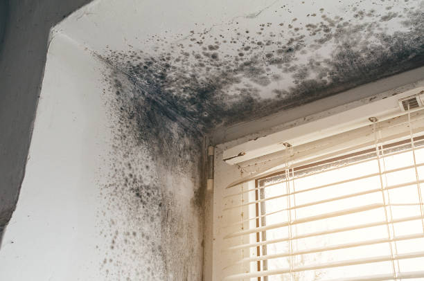Affordable Basement Mold Removal solutions in Woodstock, GA